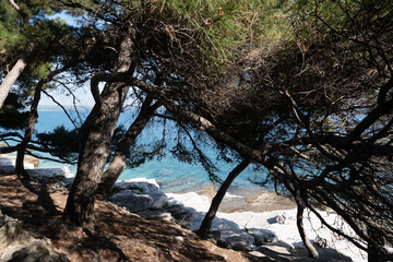 Fototapeta premium Pine trees above a rocky Adriatic cove near Rovinj Croatia