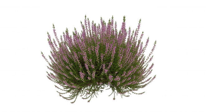 A blooming heather plant with small purple flowers and green foliage isolated on a solid black background, top-down view