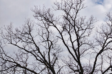 Obraz premium A bare tree shows its branches reaching towards the cloudy sky in a rural landscape. The leaves are gone, indicating the end of autumn