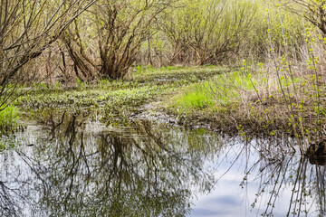 Obraz premium Trees and shrubs surround a small wetland area with water reflecting their shapes. Green plants grow along the shore under a bright sky in spring