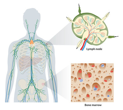 Bone marrow is a key element of the lymphatic system