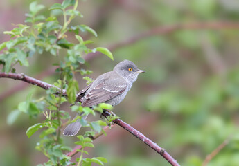 Obraz premium Close-up of a male Barred Warbler (Curruca nisoria), isolated on a blurred background.
