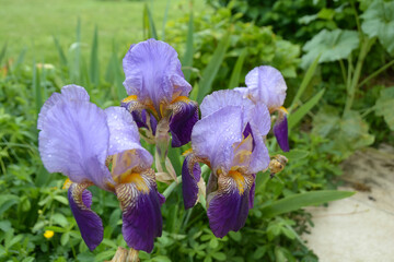 Iris mauve © JAN KASZUBA