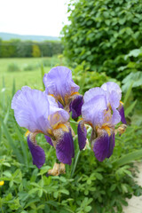 Iris mauve © JAN KASZUBA
