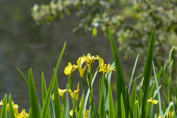 Iris jaune des marais © JAN KASZUBA