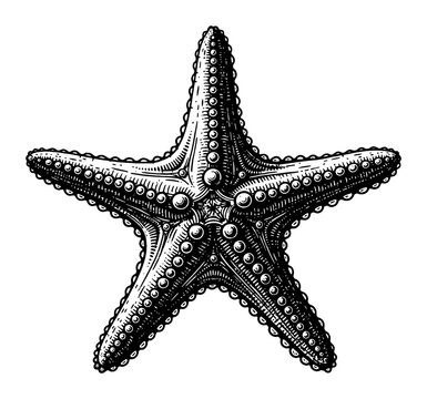 Starfish Marine Animal in Detailed Vintage Black and White Line Art Style Vector Illustration
