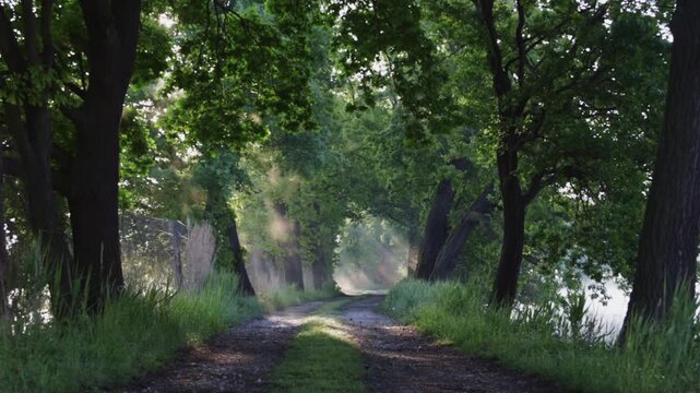 Misty fog on pond path with sun rays. Calm Czech nature background