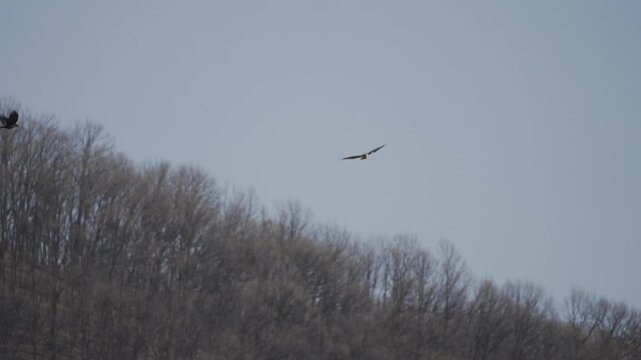 Hen Harrier and Crow Fighting in Flight Over Winter Mountain 4K HDR