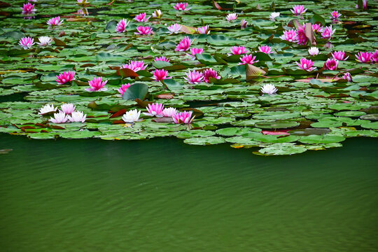 Sleeping Lotus in Yanque Lake, Ming Xiaoling Mausoleum Scenic Area, Nanjing, Jiangsu, China