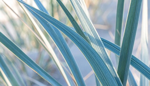 Sea lyme grass blades close-up with glaucous blue-grey texture in coastal dune setting