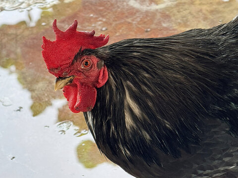 Close-up portrait of a majestic black rooster with a vibrant red comb in a rural farm setting