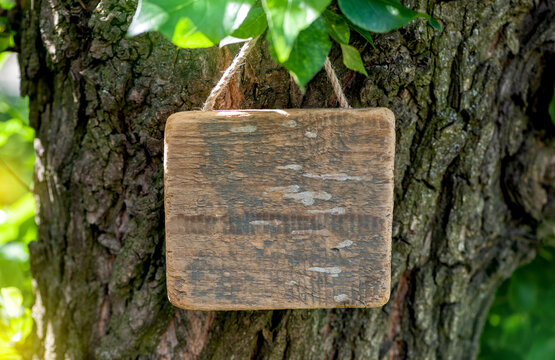 Rustic old wooden empty board hangs on tree offers empty copyspace