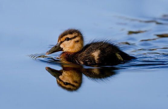 Little Duckling Swimming Across Lake