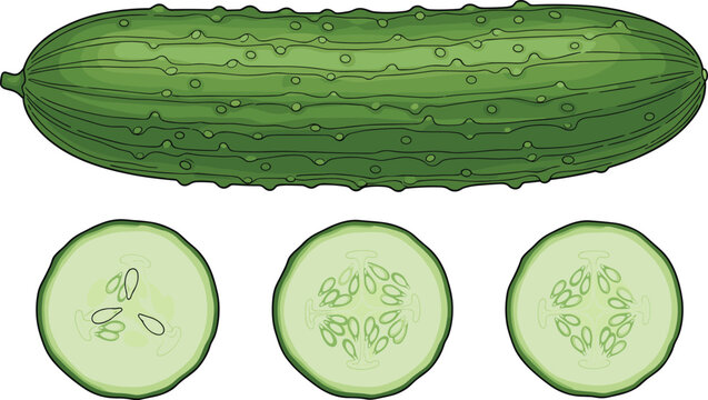 Fresh green cucumber sketch vector illustration set featuring whole bumpy gherkin and three round cross section slices showing inner seeds and pulp.