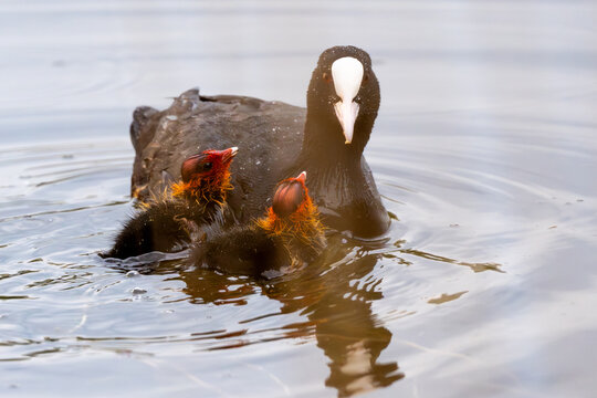 Eurasian Coot And Its Chicks In Action