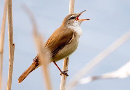 Common Reed Warbler