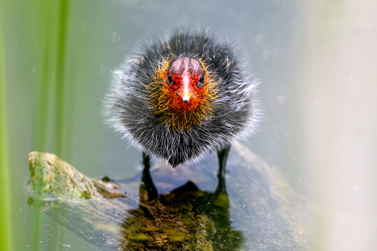 Eurasian Coot Chick Is Sitting