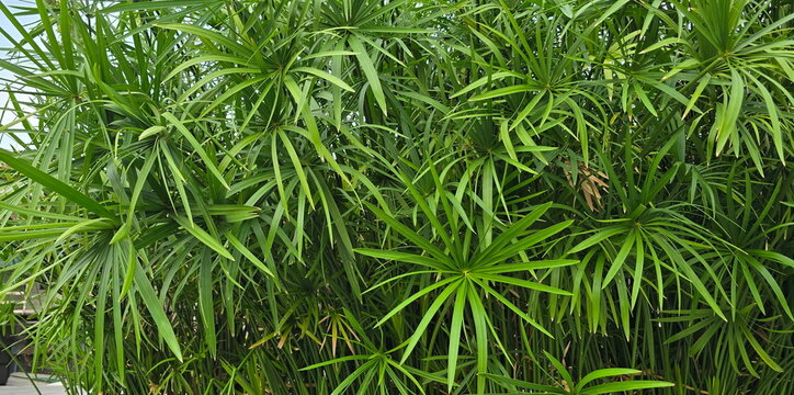 Umbrella Plant, Flatsedge umbrella-like green foliage. Cyperus involucratus Roxb Cylindrical stem or hollow leaves. rattan leaves background. agricultural weed commonly found in open fields. Cattail 
