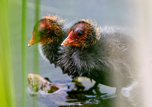 Two Eurasian Coot Chicks Sitting