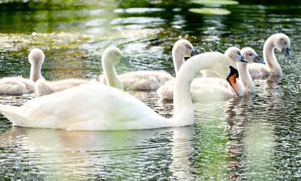 Mute Swan With Chicks