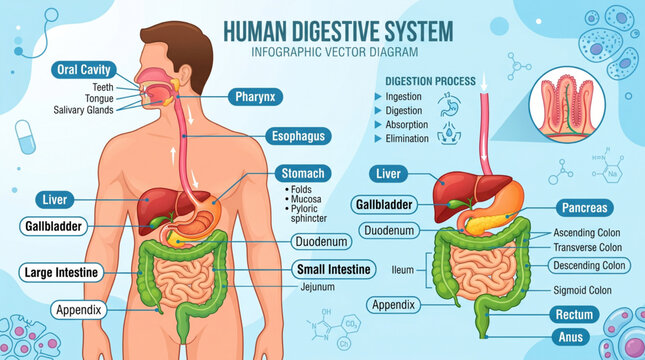 Human Digestive System Infographic Vector Diagram with Labels and Pointers