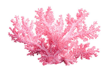 Fototapeta premium Vibrant Pink Soft Coral Branch Isolated on White Background underwater isolated on a transparent background