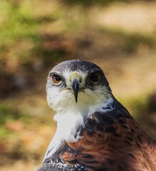 Naklejka premium A photograph of a beautiful kestrel.