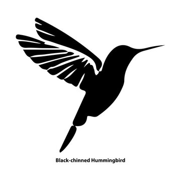 Black-chinned Hummingbird flying isolated on white isolated on transparent background, Vector