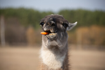 Fototapeta premium Funny Llama Eating Carrot. Close-up portrait of a llama chewing a carrot with funny facial expression. Humorous, expressive animal portrait with no people visible.