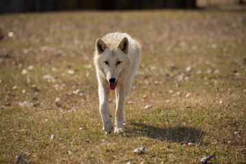 Fototapeta premium White Arctic Wolf Walking Towards Camera . Wolf walking toward camera across open grassy field in natural sunlight. Wild predatory animal in outdoor environment with soft blurred background.
