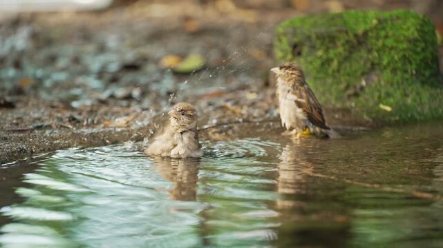 Cute Sparrows Bathing in Water Puddle in Natural Outdoor Setting