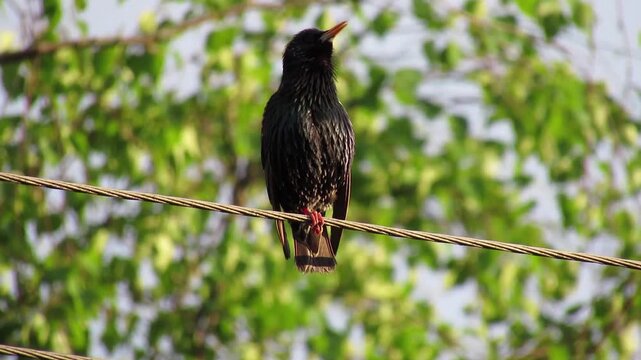 A starling is sitting on one leg on an electrical wire, calling out to a female to mate. Against the backdrop of spring nature.