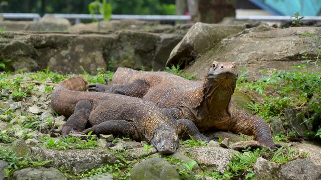 Two Komodo dragons (Varanus komodoensis) resting together on rocky ground in a conservation area.