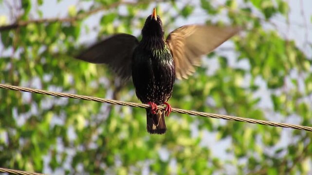 A male starling sitting on a wire against a backdrop of green nature, calling out to a female to mate; a springtime scene of wildlife.