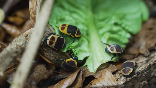 Colorful Beetles Feeding on Leaf in Tropical Forest Macro Shot