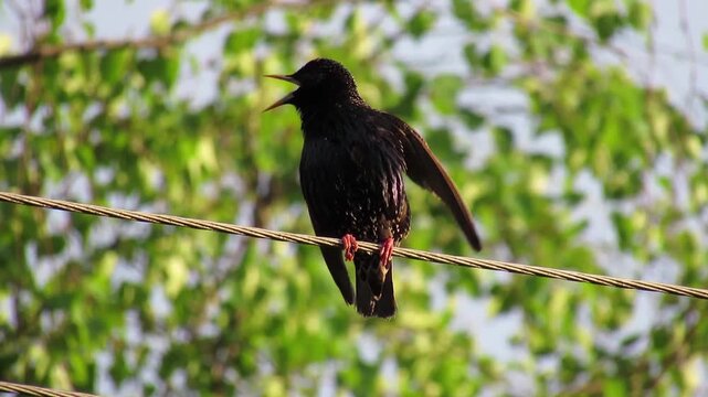 A male starling sitting on a wire against a backdrop of green nature, calling out to a female to mate; a springtime scene of wildlife