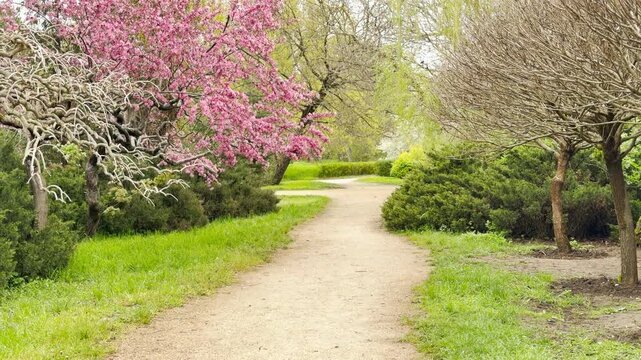 Stunning Eastern redbud trees burst with vibrant pink blossoms along a quiet walking trail. This serene scene fills the heart with joy, capturing the fresh, hopeful spirit of spring.