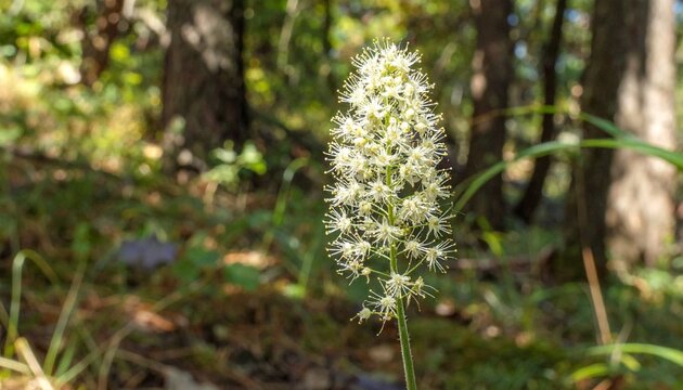 Wood millet grass seed head in soft forest understory light with green foliage background