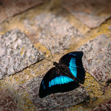Bel oiseau bleu pos&eacute; sur le sol, pr&ecirc;t &agrave; s'envoler, photographi&eacute; en macro. 