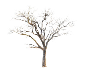 Fototapeta premium Bare Tree with White Branches Isolated graphic design isolated on a transparent background