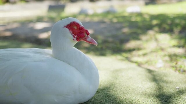 A calm Muscovy duck is resting with its eyes closed on a sunlit patch of grass, a peaceful scene representing poultry farming or wildlife in a park.