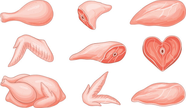 Detailed raw chicken butchery parts vector illustration set with a pink whole carcass drumstick wings breast fillets and heart shaped meat cut isolated on transparent background