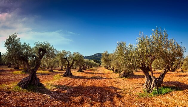 olive grove on the island of mallorca