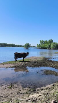 cow on the beach