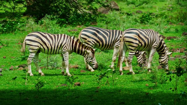 A small herd of zebras on green grass 