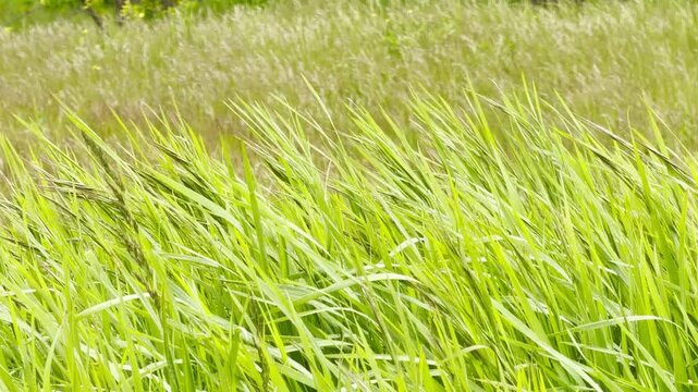 Vibrant green ryegrass dances wildly in a wet, windy field. The blurred background creates a lonely yet peaceful feeling. It is a fresh and moody scene of nature in motion.