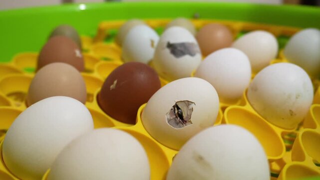 Wide close up shot of chicken eggs inside incubator tray with baby chick hatching from cracked shell. Poultry farming, incubation process, agriculture and new life concept with white and brown eggs.