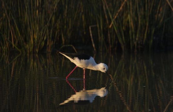 Black-winged Stilt an wading bird shot in riverbed of Porbandar Gujarat India
