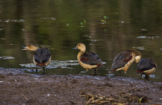 Lesser Whistling Duck or Indian Whistling Duck found during Safari in Barda Wildlife reserve in Porbandar Gujarat India