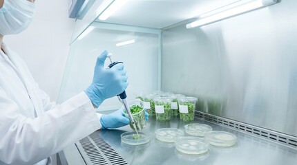 Fototapeta premium Microbiological safety testing process for microgreens samples